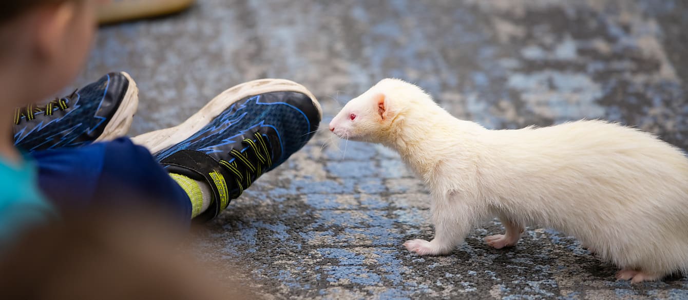 An albino ferret sniffs at a child's shoe