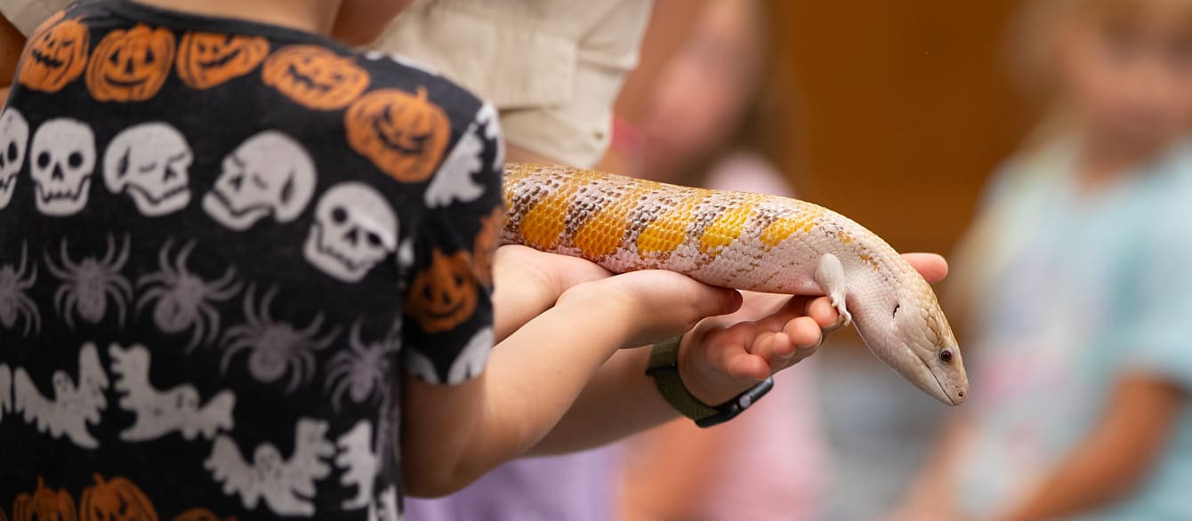 Close-up of a young boy in a Halloween shirt gently holding a blue-tongued skink