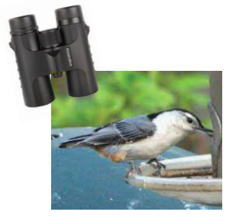 Photo of Binoculars and a Bird